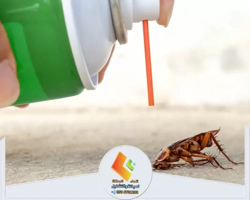 رش مبيد حشري باتجاه صرصور باستخدام أنبوب يساعد على توجيه المادة بدقة.