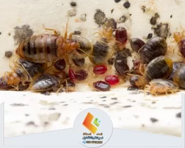 شركة مكافحة بق الفراش بالرياض