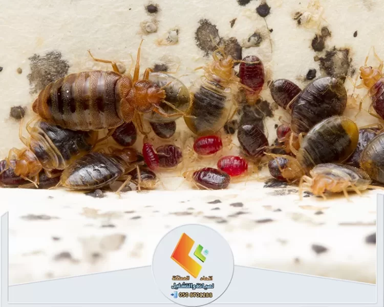 شركة مكافحة بق الفراش بالرياض