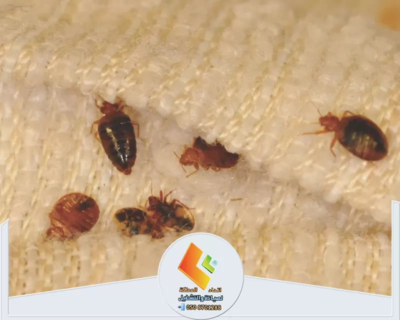 افضل مكافحة بق الفراش بالرياض افضل مكافحة بق الفراش بالرياض