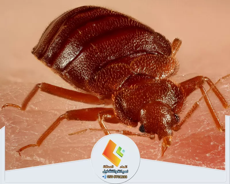 رش بق الفراش بالرياض رش بق الفراش بالرياض