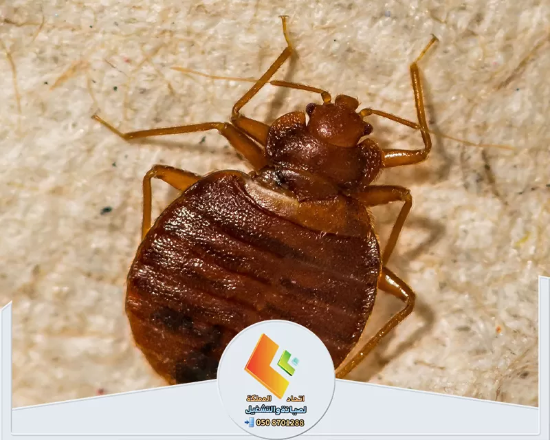 القضاء على بق الفراش في الرياض القضاء على بق الفراش في الرياض