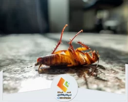 شركة مكافحة الصراصير بالرياض