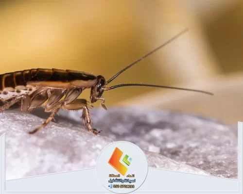 التخلص من الصراصير في الرياض 0530613269 اتحاد المملكة حلول فورية للقضاء على الصراصير بدون رائحة أو ضرر للأطفال من اتحاد المشاريع.