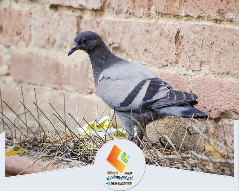 تركيب شبك مانع وطارد للحمام في الرياض تركيب شبك مانع وطارد للحمام في الرياض