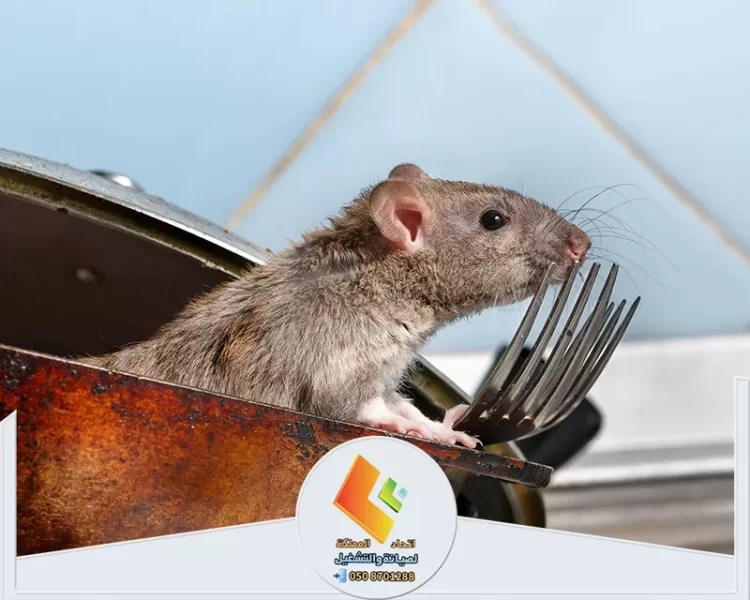 شركة مكافحة القوارض بالرياض