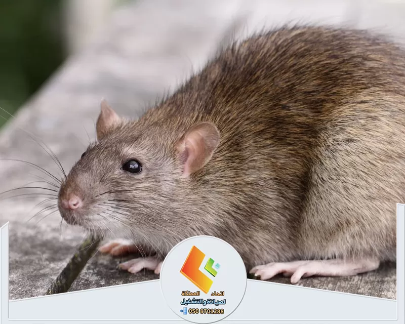 أفضل شركة مكافحة القوارض بالرياض أفضل شركة مكافحة القوارض بالرياض