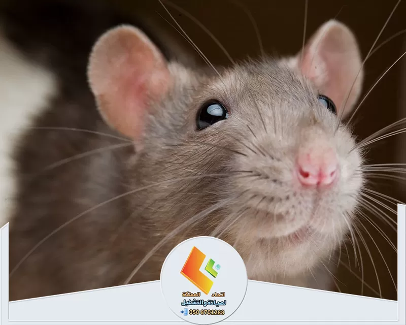أرخص شركة مكافحة الفئران بالرياض أرخص شركة مكافحة الفئران بالرياض بخدمات فعالة