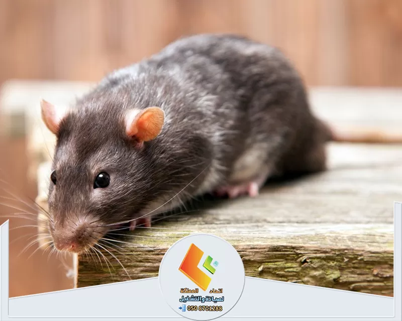 القضاء على القوارض بالرياض القضاء على القوارض بالرياض