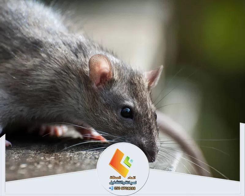 التخلص من الفئران بالرياض التخلص من الفئران بالرياض