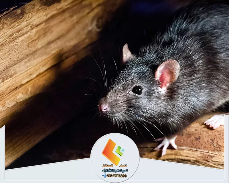 سعر مكافحة القوارض بالرياض سعر مكافحة القوارض بالرياض
