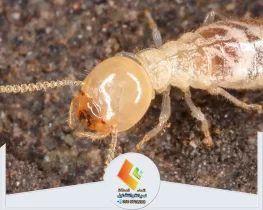 شركة مكافحة النمل الابيض بالرياض