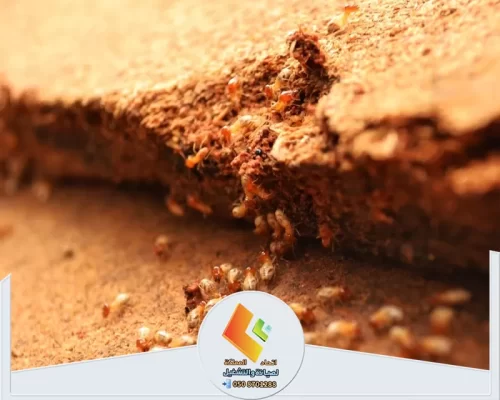 مكافحة النمل الابيض بالرياض 0530613269 اتحاد المملكة إزالة النمل الأبيض من الخشب باستخدام أفضل الطرق لمكافحة التسربات.