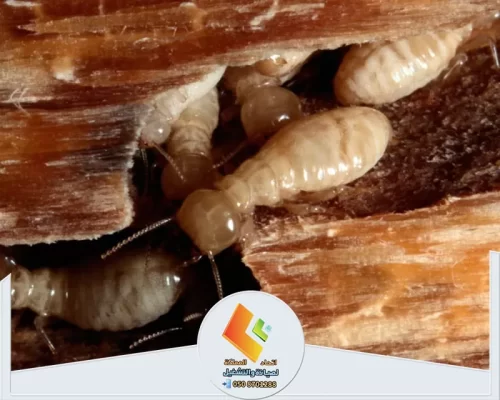 أفضل شركة مكافحة النمل الابيض بالرياض 0530613269 اتحاد المملكة "تعرض الخشب للنمل الأبيض، نحن نقدم خدمات فعّالة للحد من الضرر وحماية ممتلكاتك.