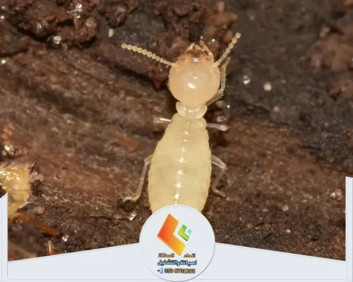 رش الدفان في مرحلة البناء بالرياض 0530613269 اتحاد المملكة النمل الأبيض يتغذى على الخشب، نحن هنا لحمايتك من أضرارها.