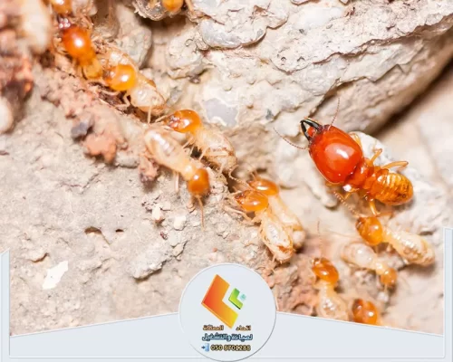 مكافحة النمل الابيض بالرياض 0530613269 اتحاد المملكة نمل أبيض مضر للخشب، نحن هنا لمكافحته وحماية منزلك من الأضرار.