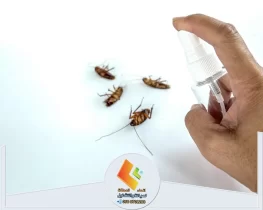 أنواع الحشرات المنزلية الشائعة وكيفية التخلص منها