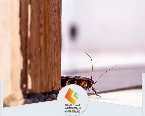 شركات مكافحة الحشرات 0578673748 شركة اتحاد المملكة إبادة فورية للصراصير المختبئة في زوايا الأثاث الخشبي.