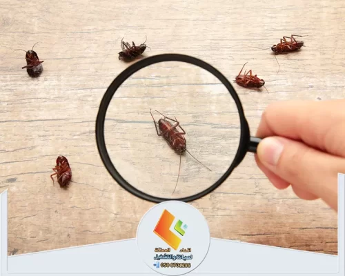 مكافحة النمل الأبيض في الرياض 0578673748 شركة اتحاد المملكة فحص دقيق وشامل لتحديد نوع الآفات قبل البدء في الإبادة.